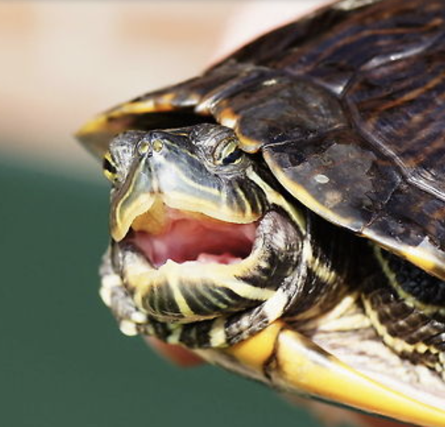 House Turtle
